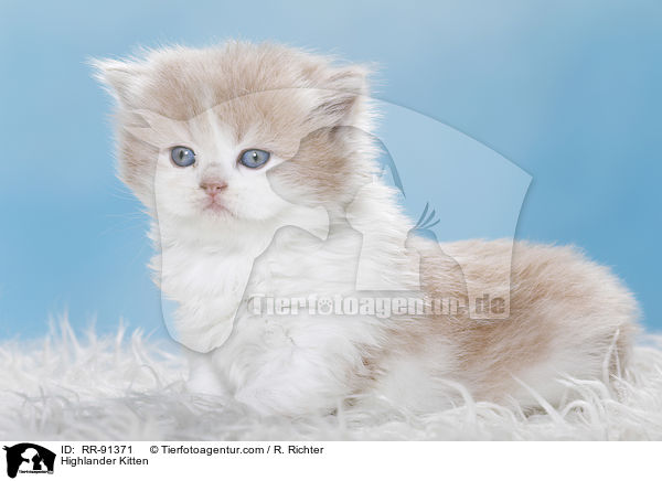 Highlander Kitten / RR-91371