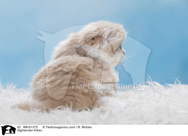 Highlander Kitten / RR-91375