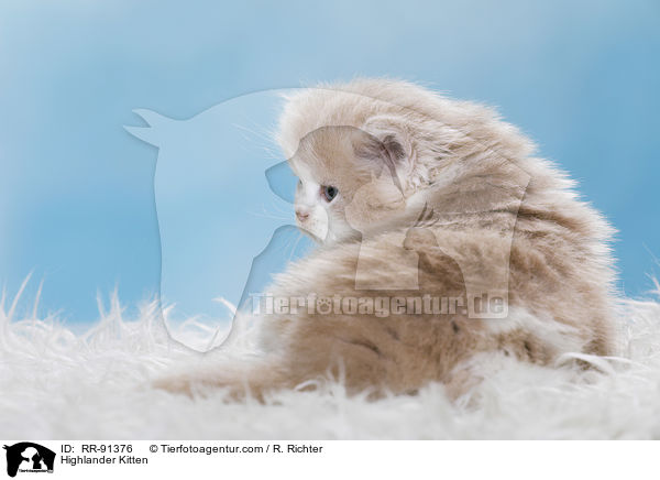 Highlander Kitten / RR-91376