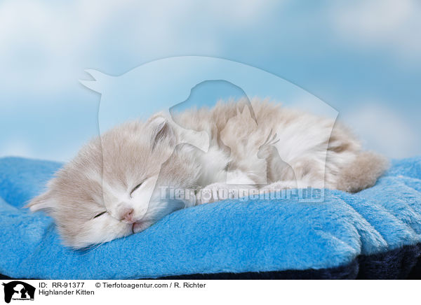 Highlander Kitten / RR-91377