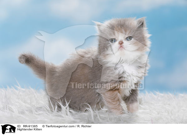 Highlander Kitten / RR-91385