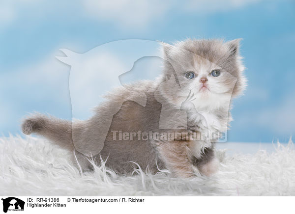 Highlander Ktzchen / Highlander Kitten / RR-91386