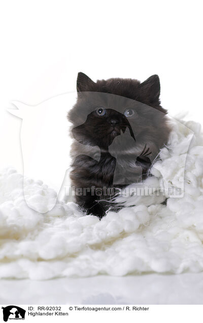 Highlander Ktzchen / Highlander Kitten / RR-92032