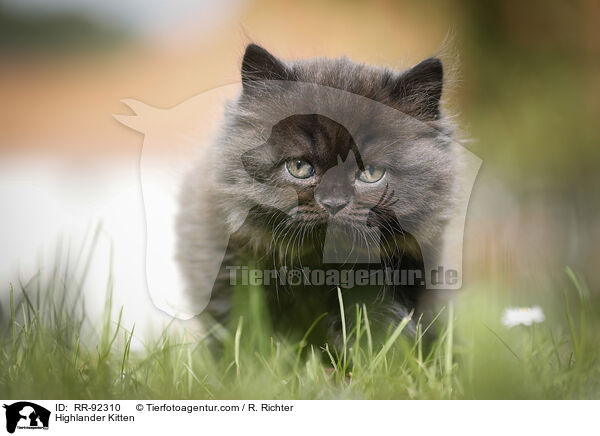 Highlander Ktzchen / Highlander Kitten / RR-92310