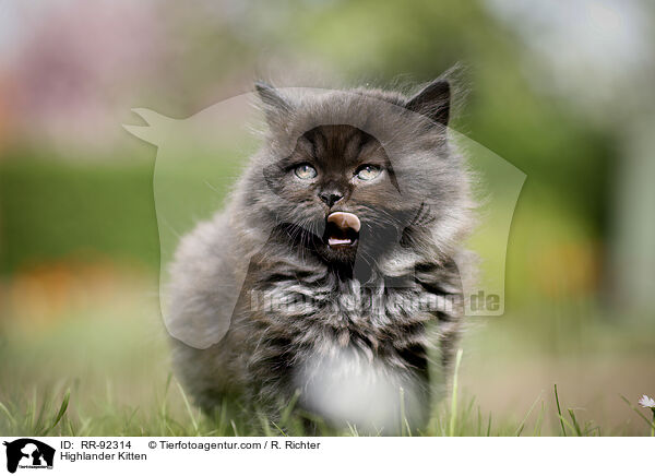 Highlander Ktzchen / Highlander Kitten / RR-92314