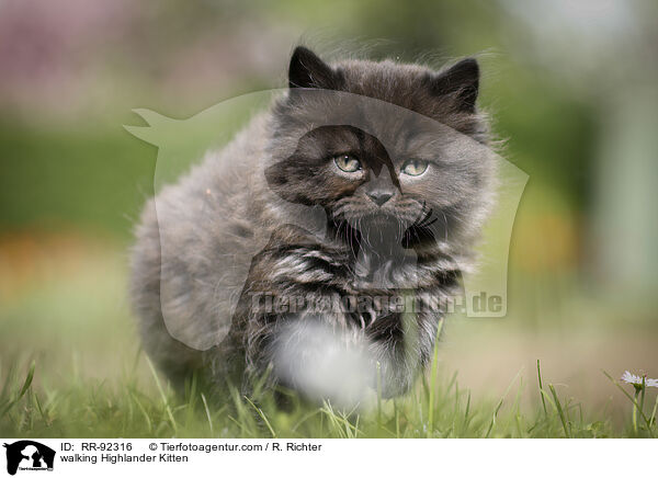 laufendes Highlander Ktzchen / walking Highlander Kitten / RR-92316