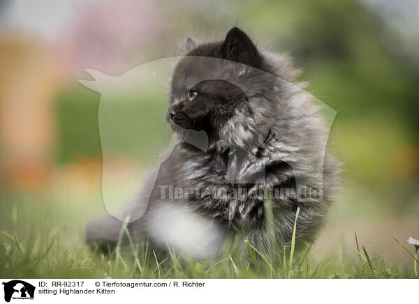 sitzendes Highlander Ktzchen / sitting Highlander Kitten / RR-92317
