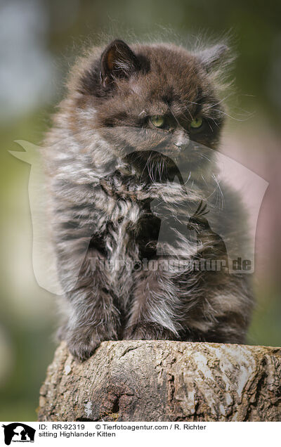 sitzendes Highlander Ktzchen / sitting Highlander Kitten / RR-92319