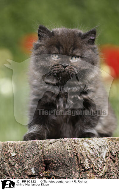 sitzendes Highlander Ktzchen / sitting Highlander Kitten / RR-92322