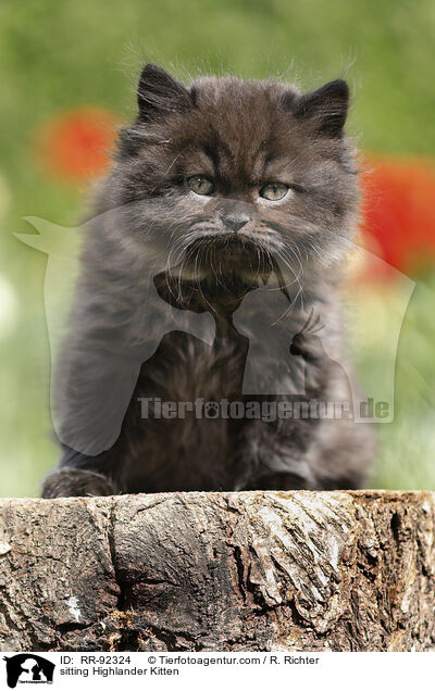sitzendes Highlander Ktzchen / sitting Highlander Kitten / RR-92324