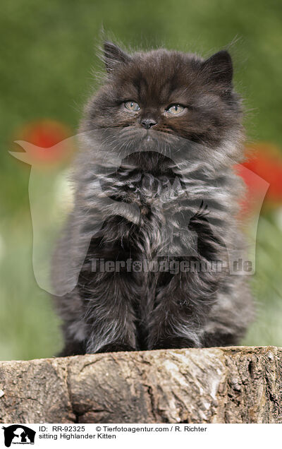 sitzendes Highlander Ktzchen / sitting Highlander Kitten / RR-92325
