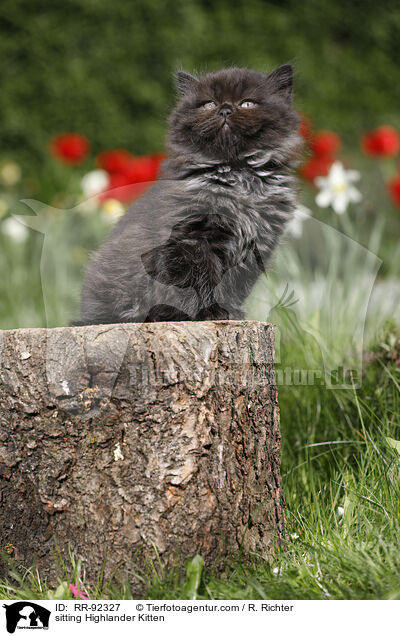 sitzendes Highlander Ktzchen / sitting Highlander Kitten / RR-92327