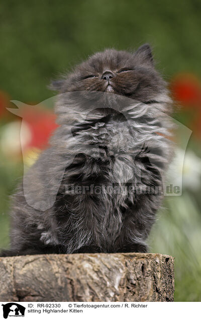 sitzendes Highlander Ktzchen / sitting Highlander Kitten / RR-92330