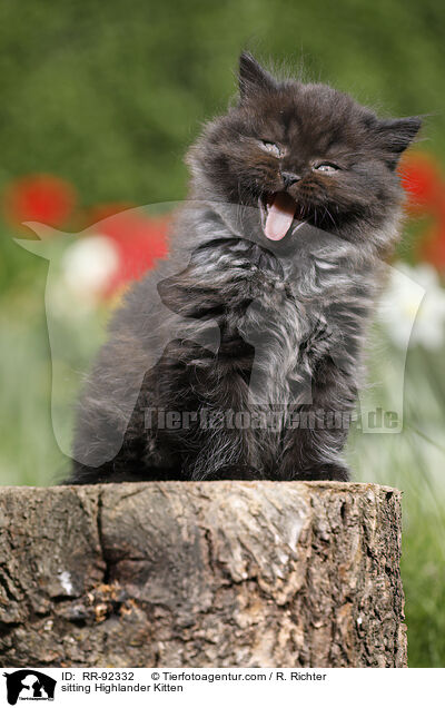 sitzendes Highlander Ktzchen / sitting Highlander Kitten / RR-92332