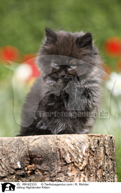 sitzendes Highlander Ktzchen / sitting Highlander Kitten / RR-92333