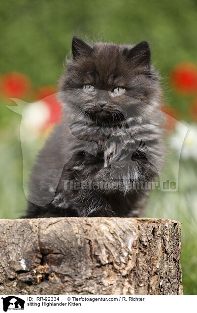 sitzendes Highlander Ktzchen / sitting Highlander Kitten / RR-92334