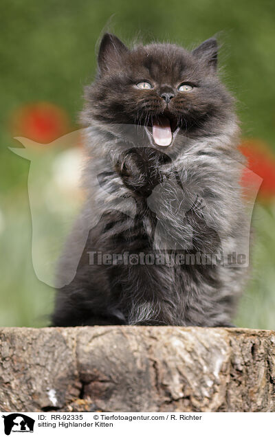 sitzendes Highlander Ktzchen / sitting Highlander Kitten / RR-92335