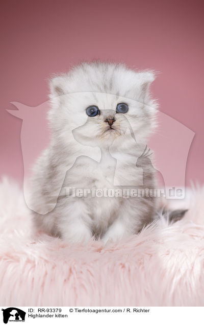 Highlander kitten / RR-93379