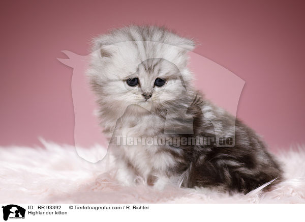 Highlander kitten / RR-93392