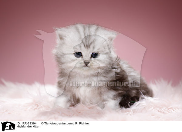 Highlander kitten / RR-93394