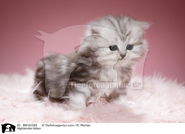 Highlander kitten / RR-93395