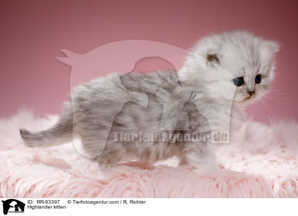 Highlander kitten / RR-93397