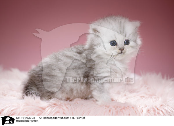 Highlander kitten / RR-93398