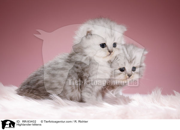 Highlander kittens / RR-93402