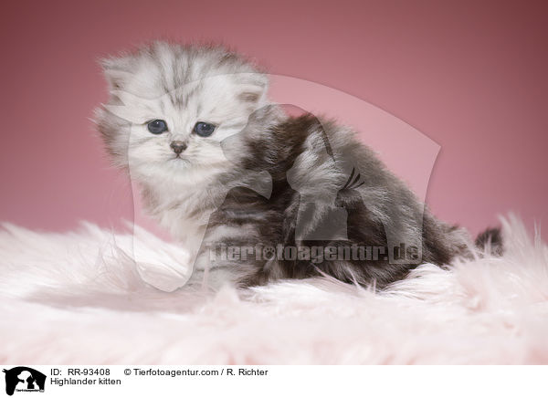 Highlander kitten / RR-93408