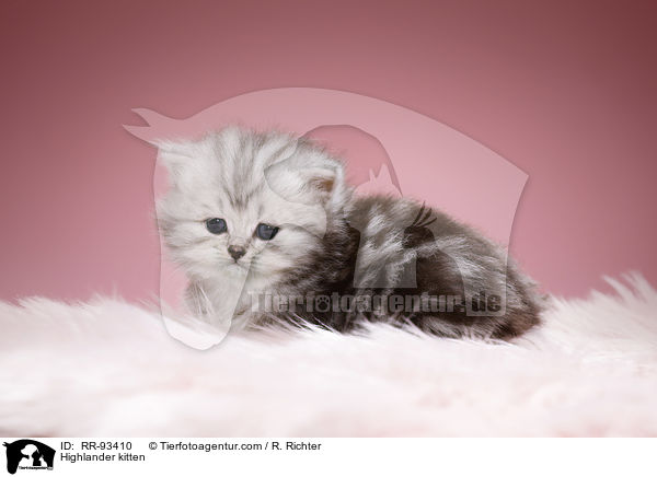 Highlander kitten / RR-93410