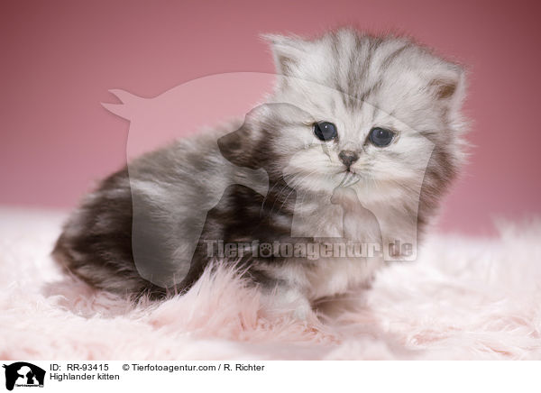 Highlander kitten / RR-93415