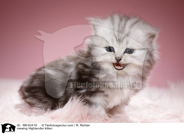 mewing Highlander kitten / RR-93416