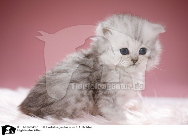 Highlander kitten / RR-93417