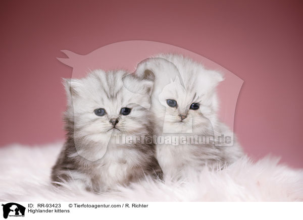 Highlander kittens / RR-93423