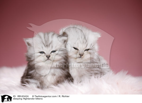 sleeping Highlander kittens / RR-93424