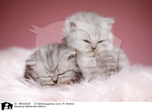 sleeping Highlander kittens / RR-93425