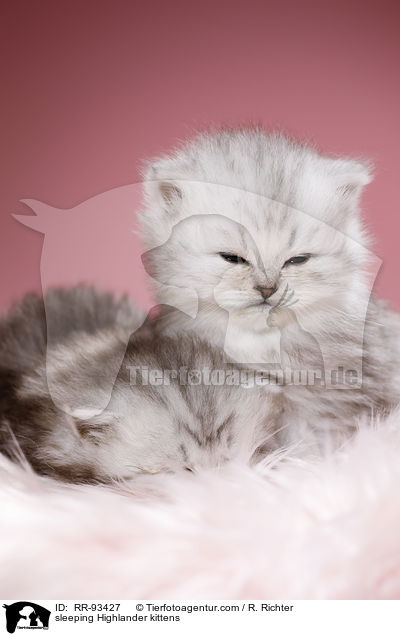 sleeping Highlander kittens / RR-93427