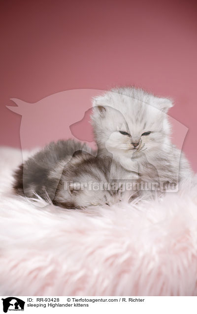 sleeping Highlander kittens / RR-93428