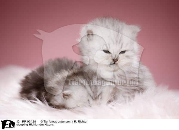 sleeping Highlander kittens / RR-93429