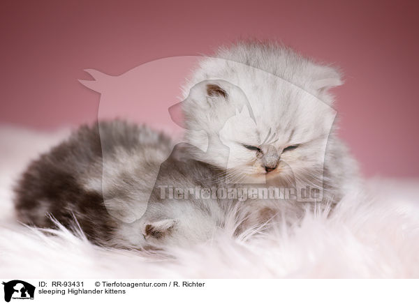 sleeping Highlander kittens / RR-93431