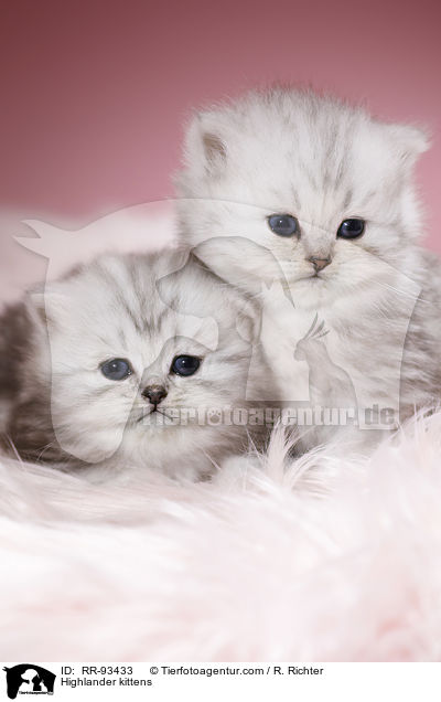 Highlander kittens / RR-93433