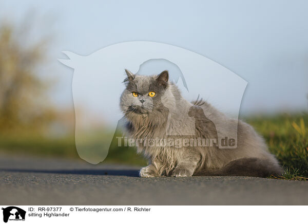 sitting Highlander / RR-97377