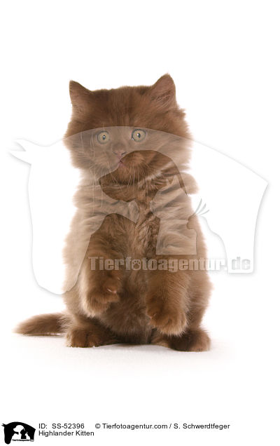 Highlander Kitten / SS-52396
