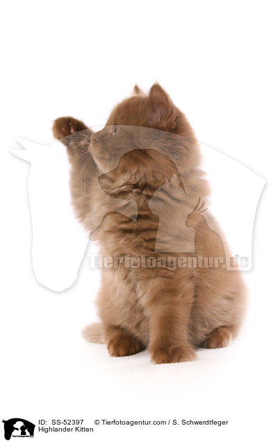 Highlander Kitten / SS-52397