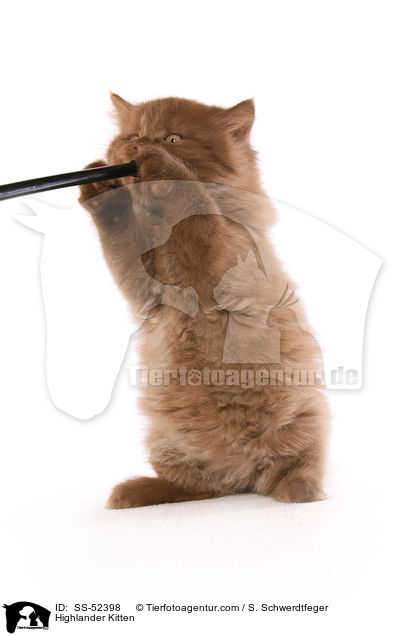 Highlander Kitten / SS-52398