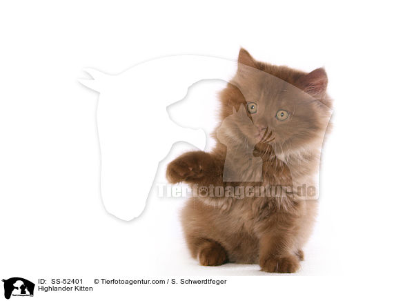 Highlander Kitten / SS-52401