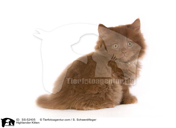 Highlander Kitten / SS-52405