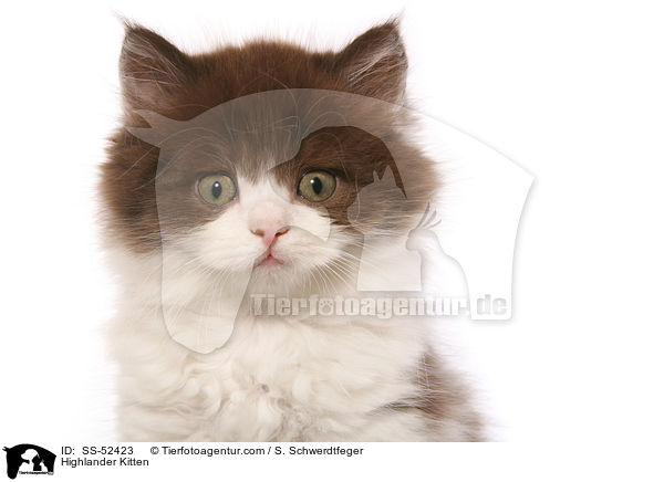 Highlander Kitten / SS-52423