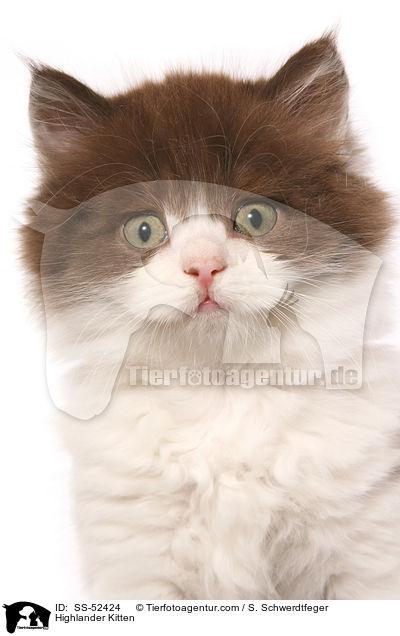Highlander Kitten / SS-52424