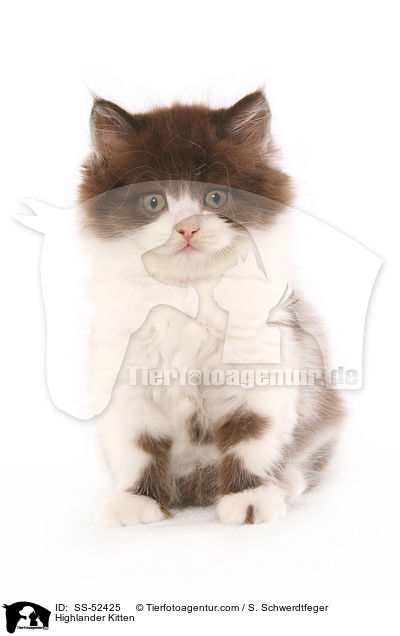 Highlander Kitten / SS-52425